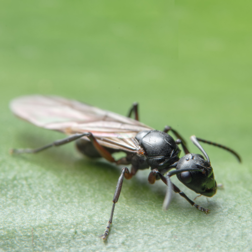 Myrer med vinger
